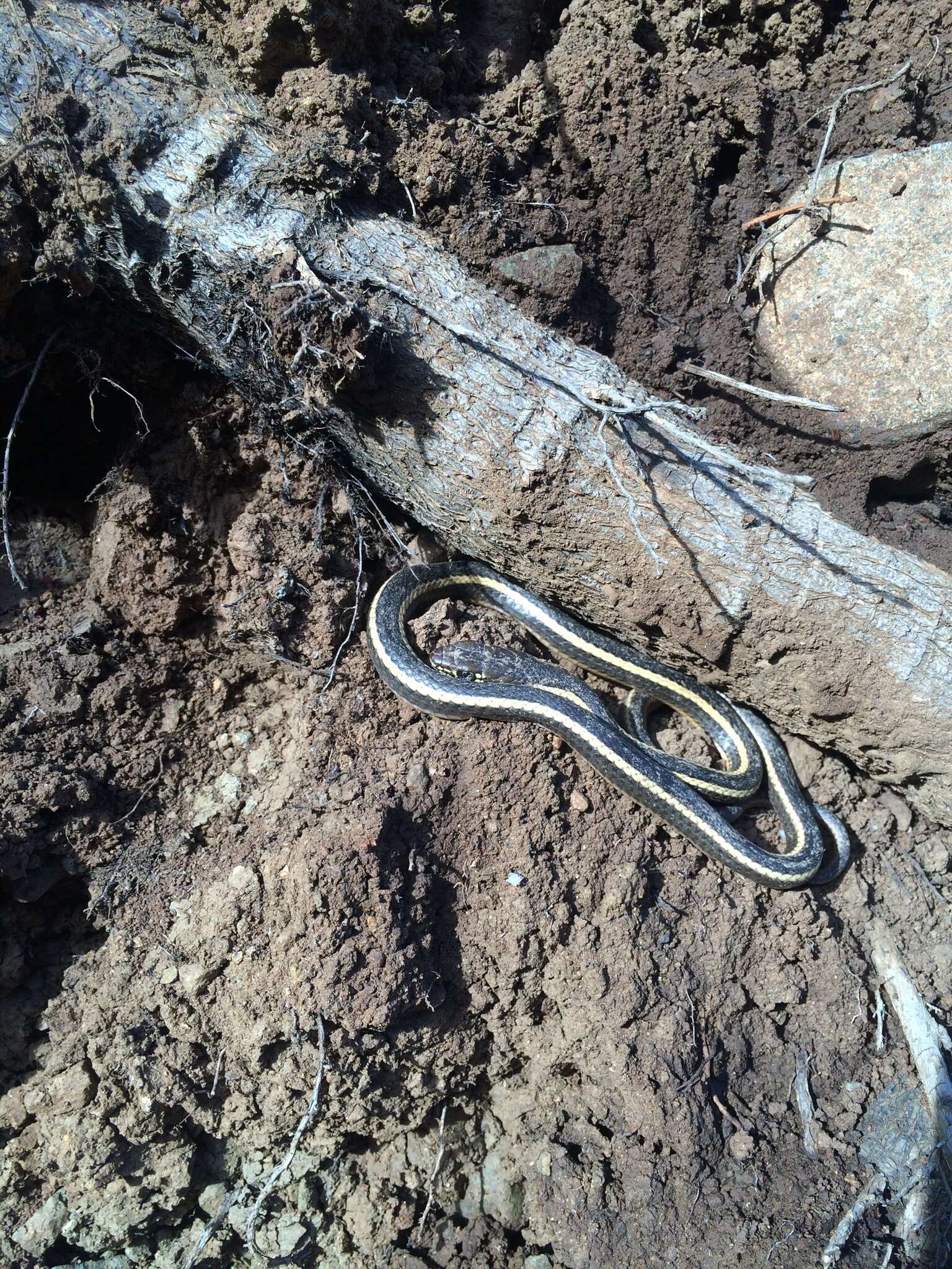 Image of Alameda Striped Racer