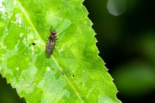 Image of Nothomyia calopus Loew 1869