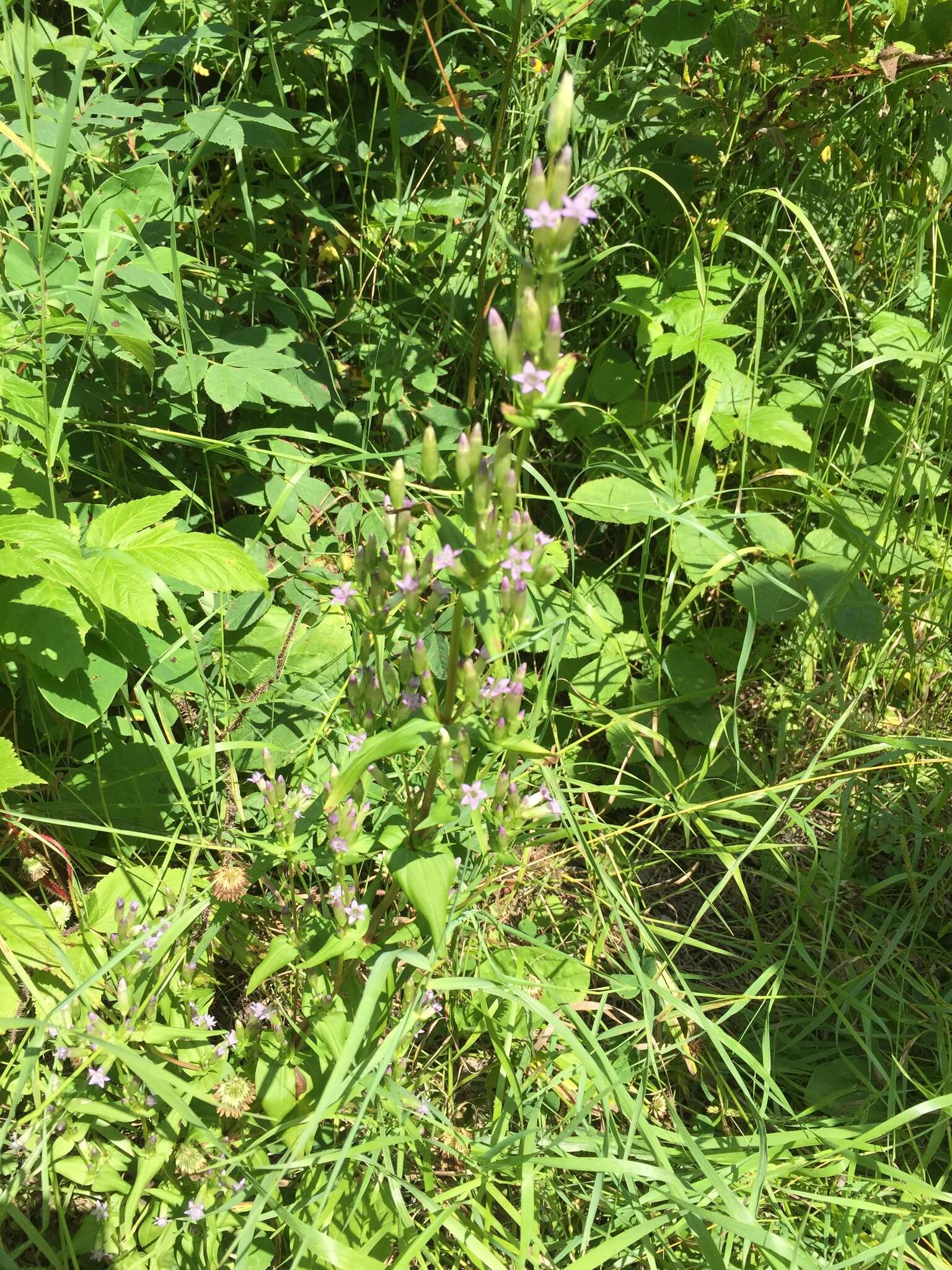 Image of autumn dwarf gentian