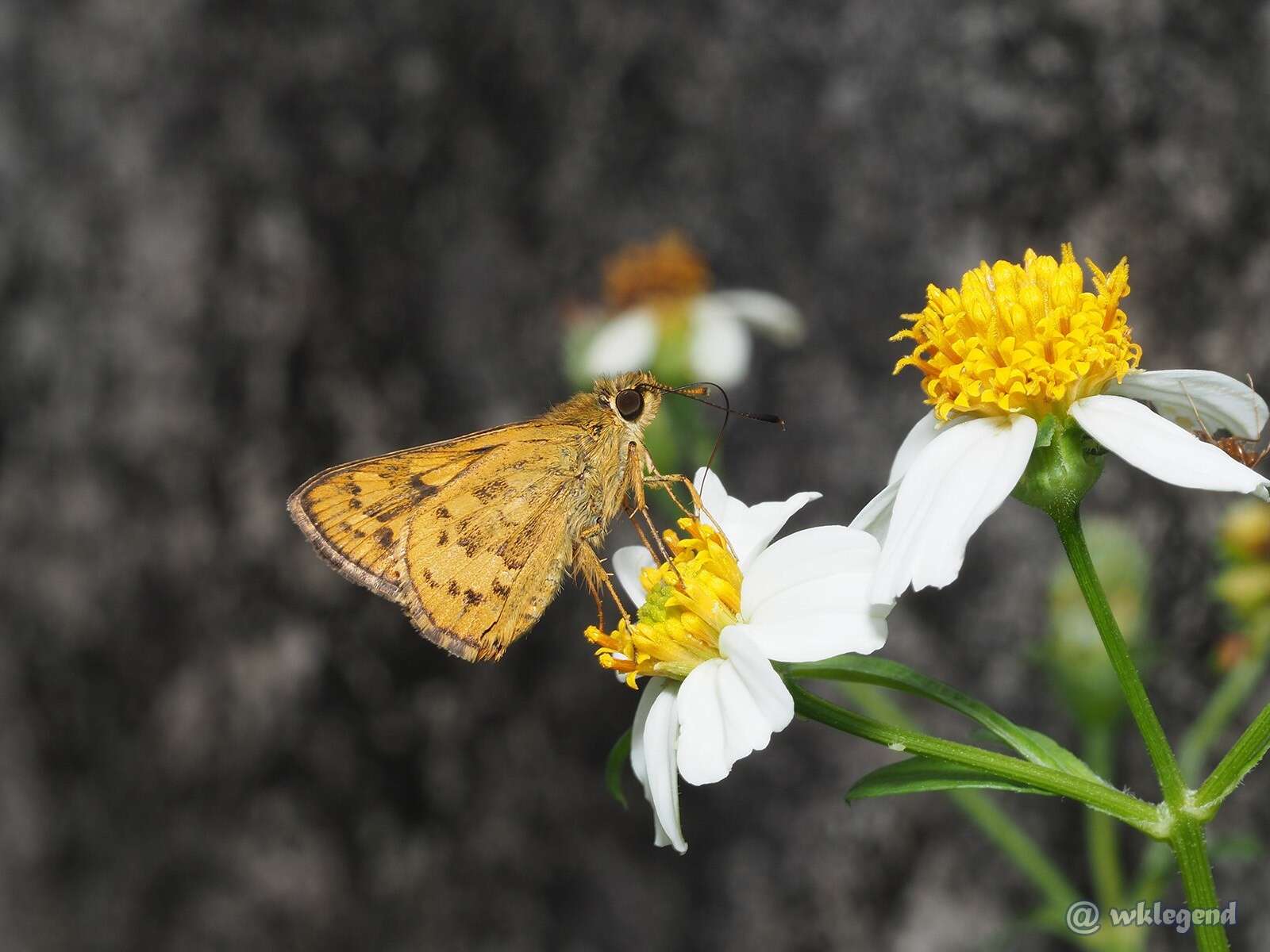 Potanthus trachala Mabille 1878 resmi