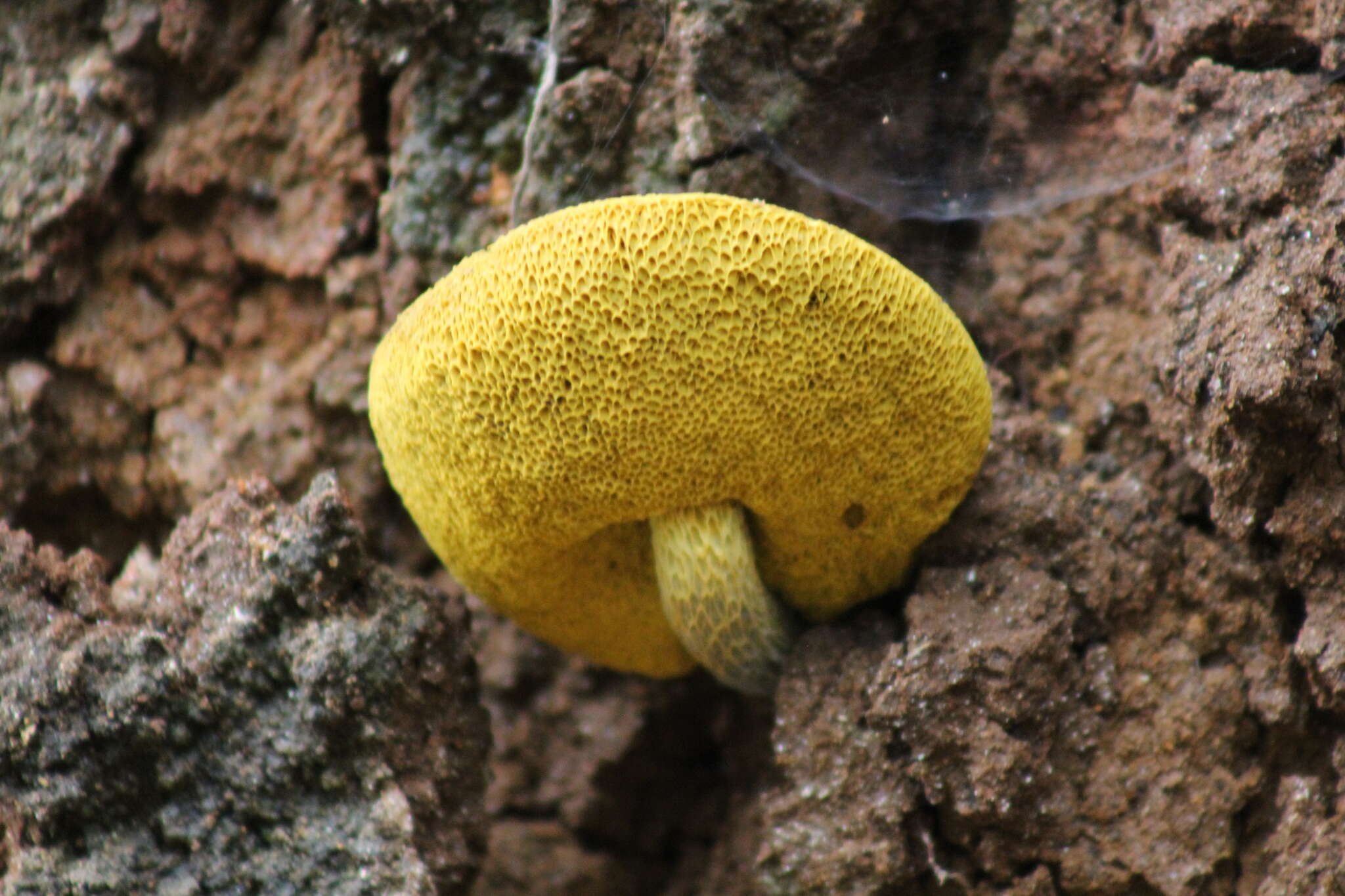 Image of Retiboletus flavoniger (Halling, G. M. Muell. & L. D. Gómez) Manfr. Binder & Halling 2002