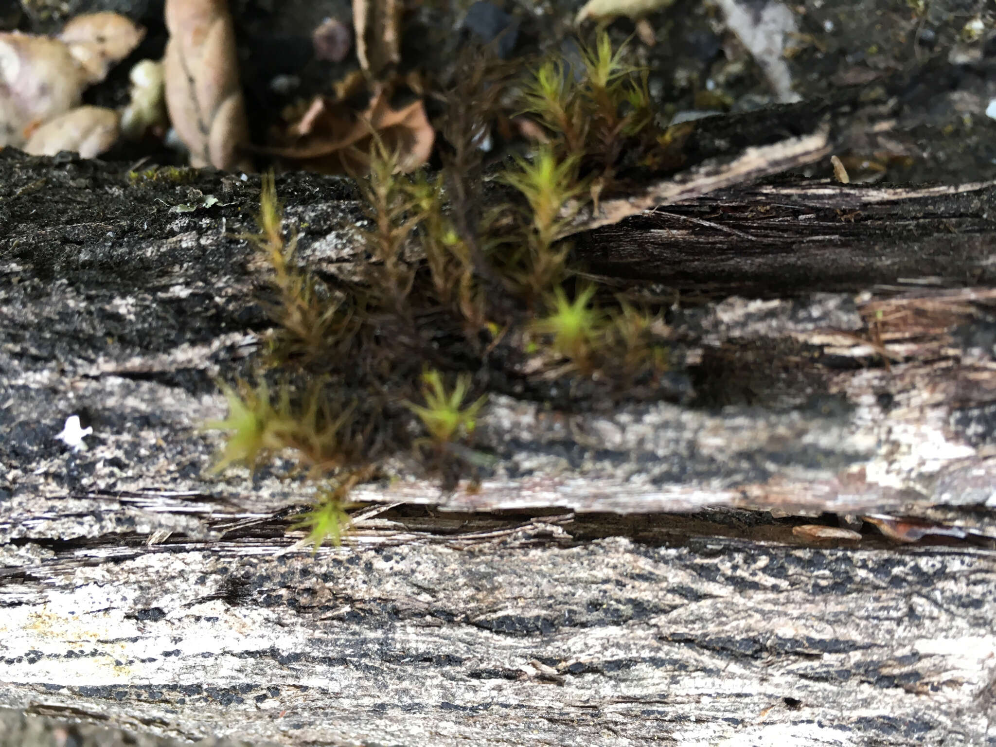 Image of <i>Orthotrichum papillosum</i>