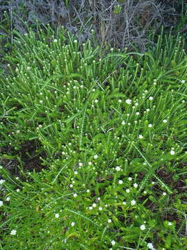 Image of Needle Everlasting