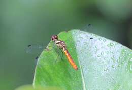 Image of White-eyed skimmer