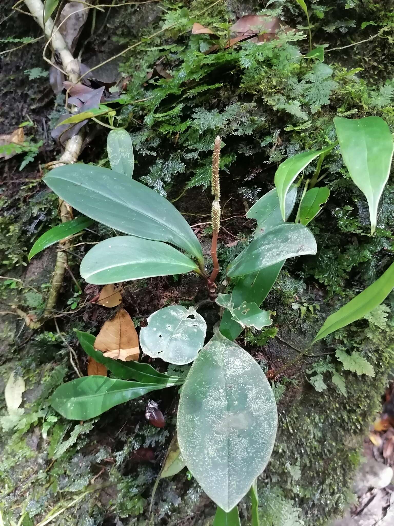 Peperomia obtusifolia (L.) A. Dietr. resmi