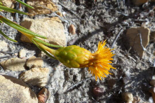 صورة Pteronia tenuifolia DC.