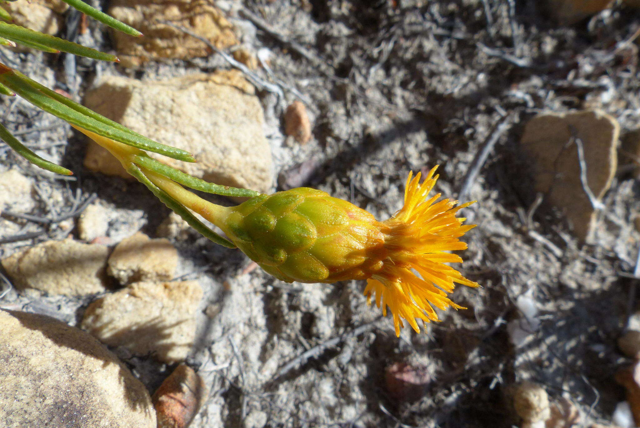 Sivun Pteronia tenuifolia DC. kuva