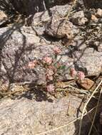 Image of Abert's buckwheat