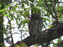 Image of Athene noctua vidalii Brehm & AE 1857