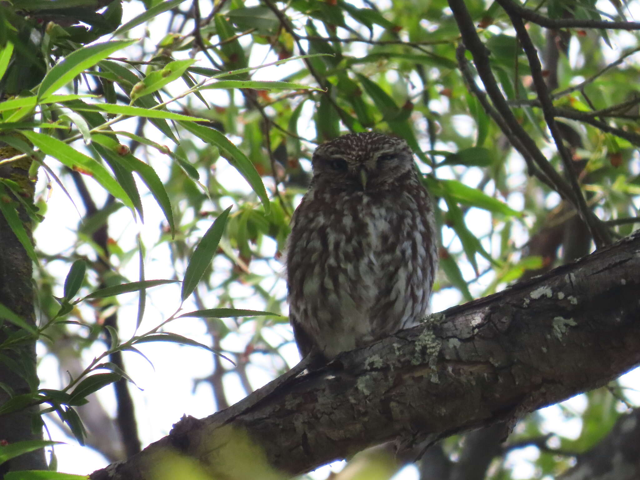 Image of Athene noctua vidalii Brehm & AE 1857