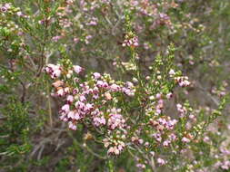 Image of heather