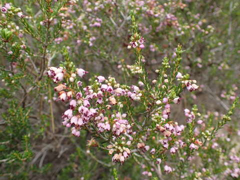 Imagem de Erica manipuliflora Salisb.