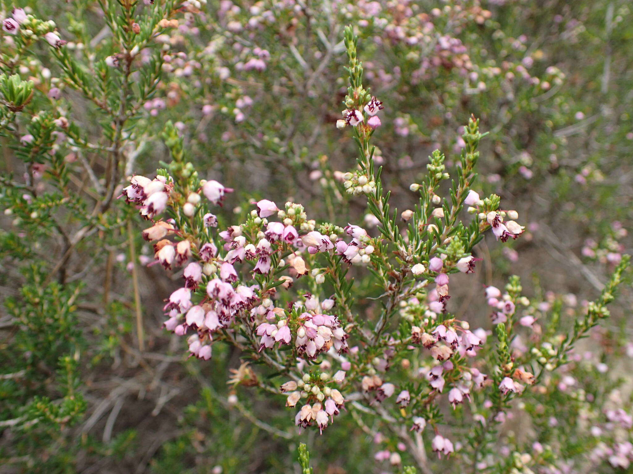 Image of heather