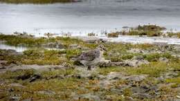 Image of Rufa Red Knot