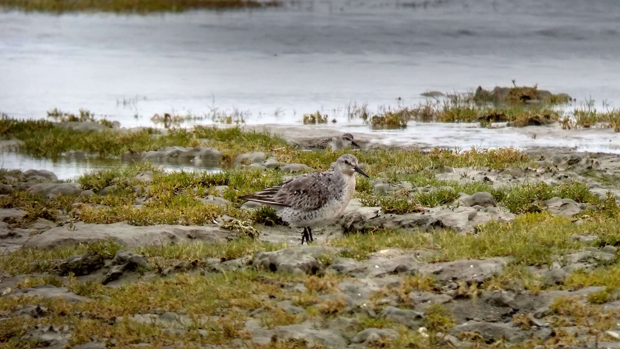 Image of Rufa Red Knot