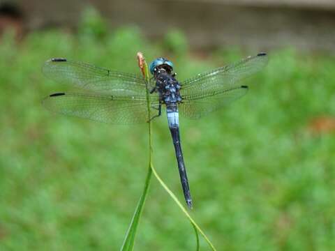 Image of Gray-waisted Skimmer