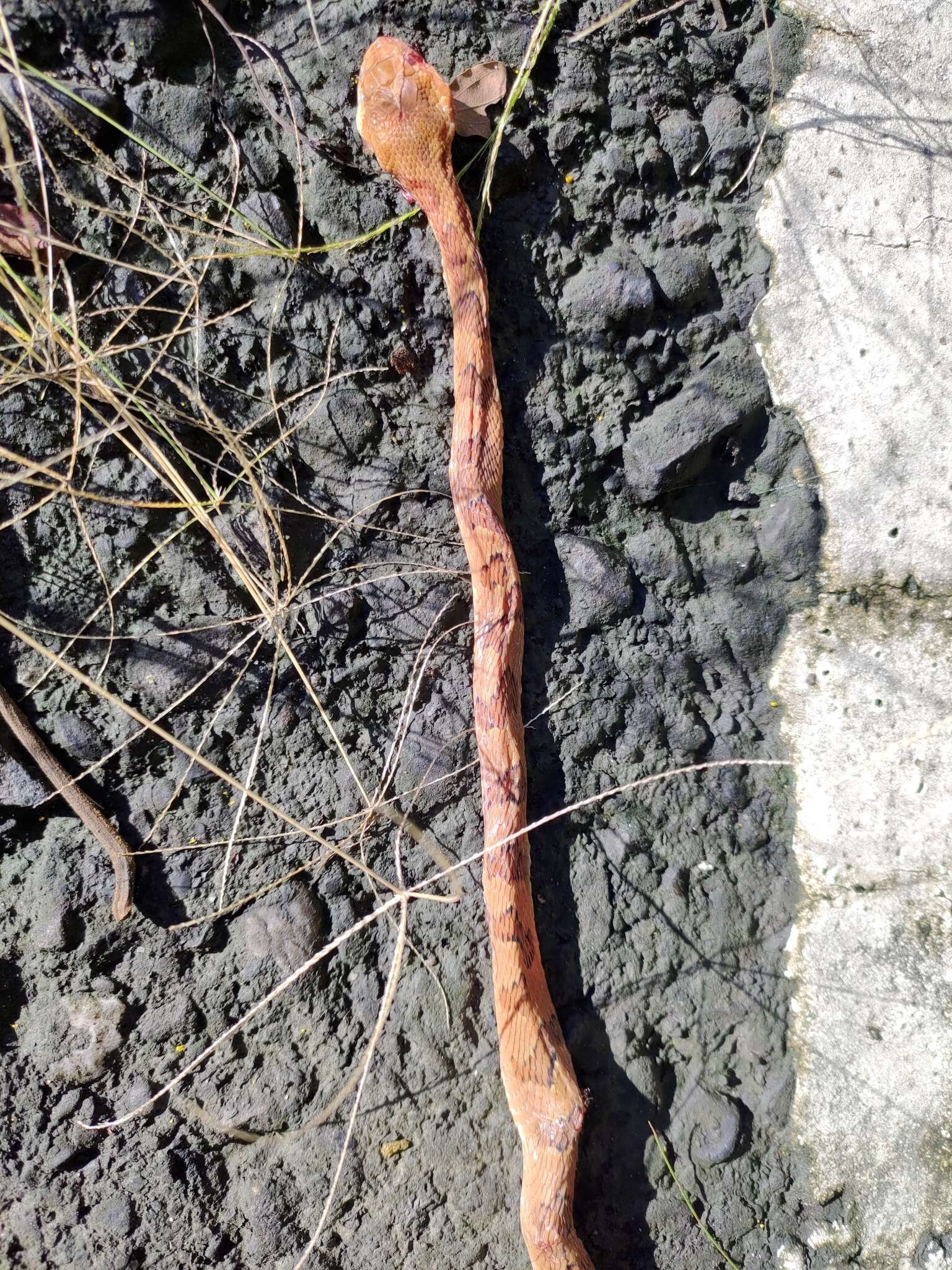 Image of Kelung Cat Snake