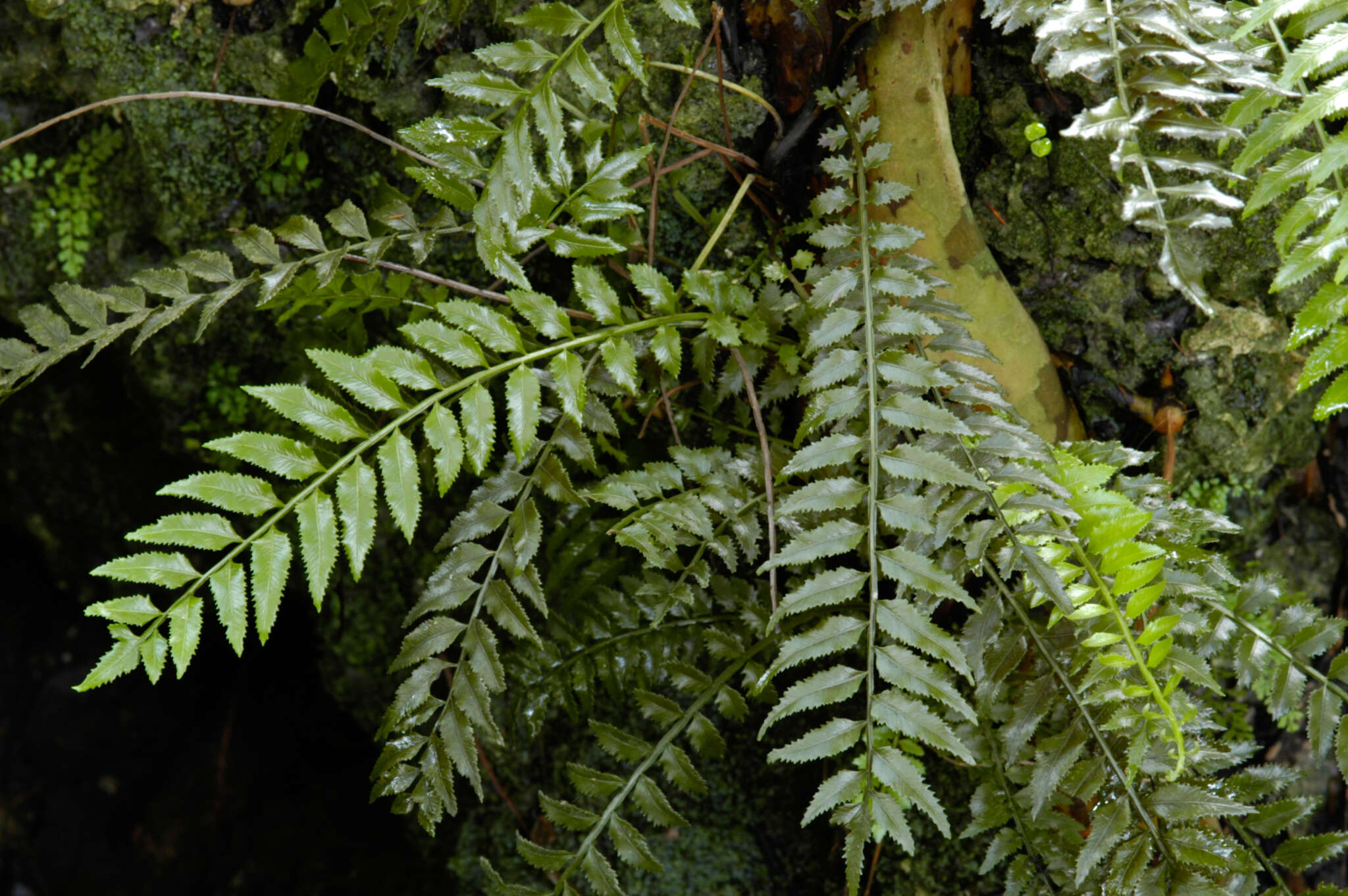 Imagem de Lomariopsis kunzeana (Presl ex Underw.) Holtt.