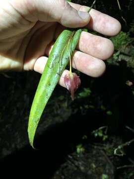 Image of Pleurothallis ruberrima Lindl.