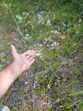 Image of alpine bulrush