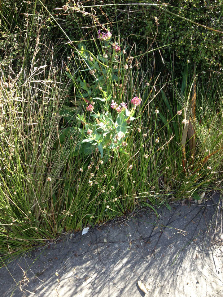 Image of Red Valerian