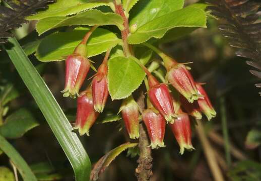 Vaccinium dentatum Sm.的圖片