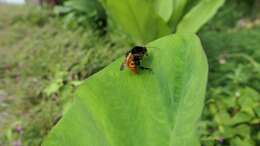 Image of Bombus bicoloratus Smith 1879