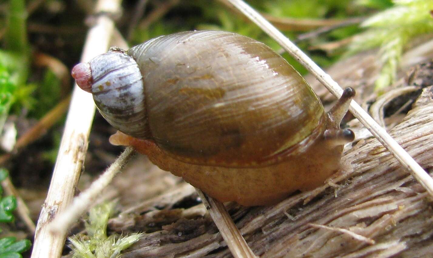 Image of Succinea australis (Férussac 1821)