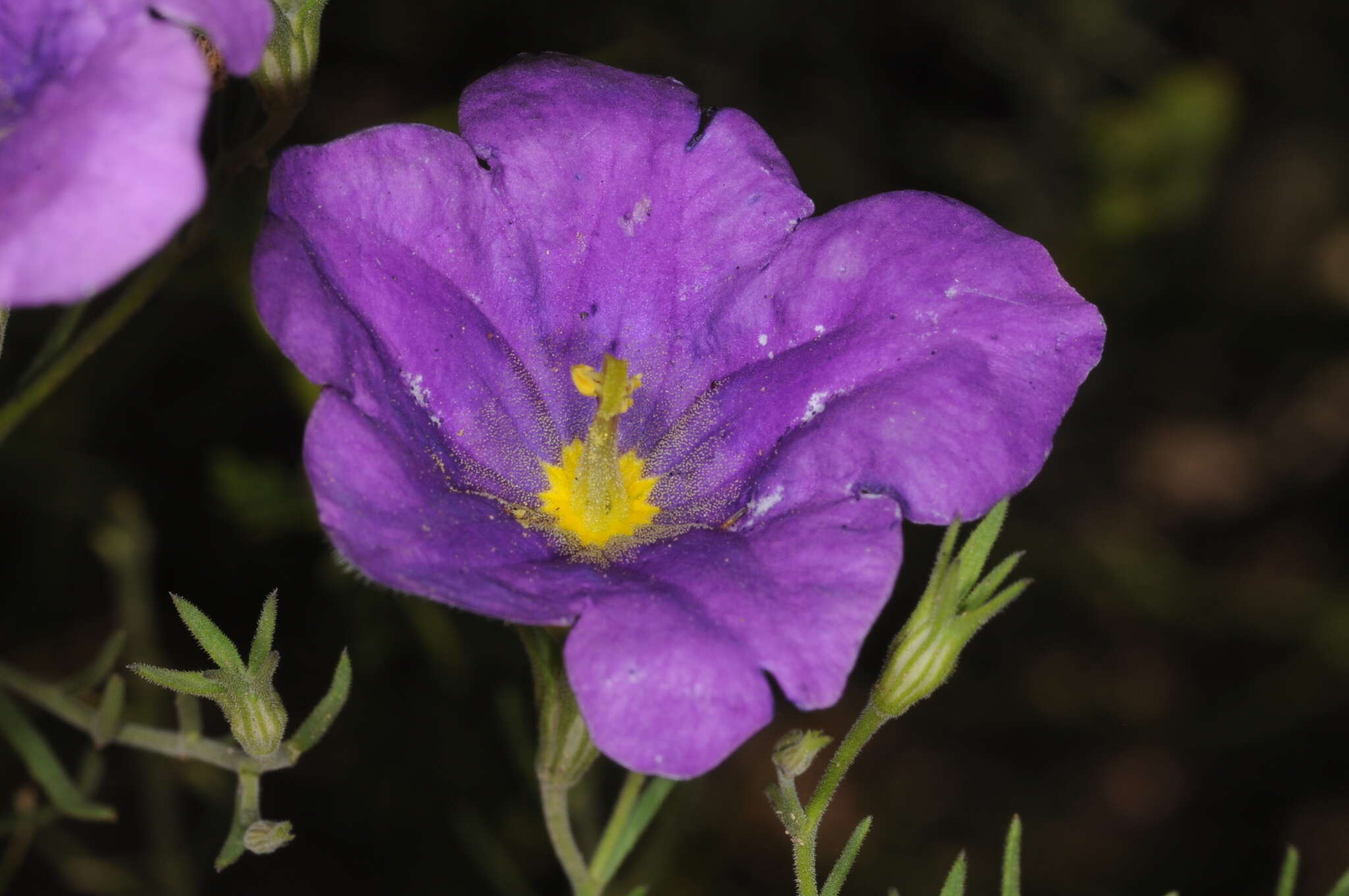 Image of Nierembergia linariifolia var. pampeana (Millán) A. A. Cocucci & A. T. Hunziker