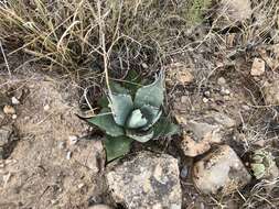 Image de Agave parryi subsp. neomexicana (Wooton & Standl.) B. Ullrich