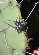 Image of Long-horned beetle