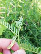 Image of smooth yellow vetch