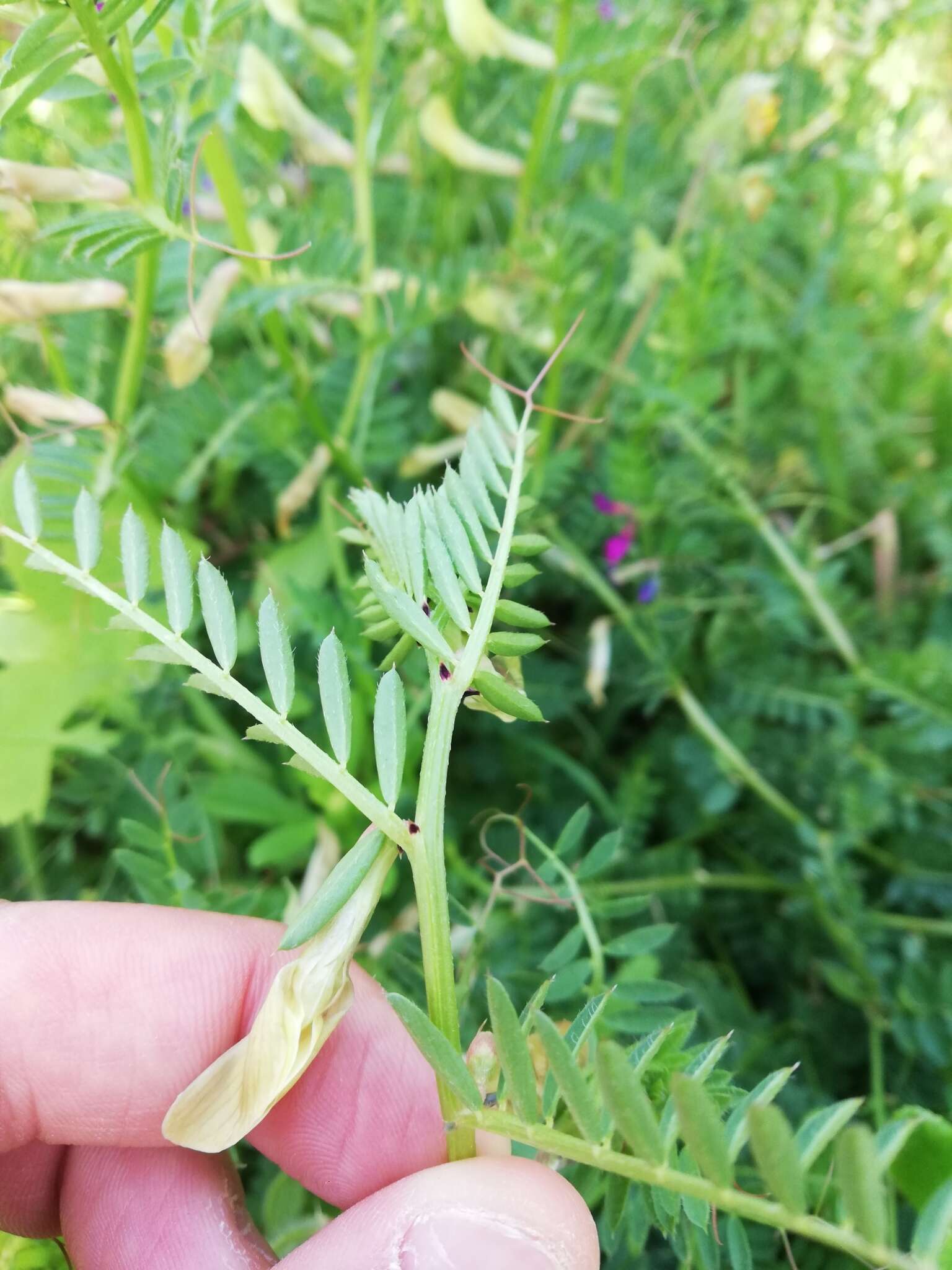 Image of smooth yellow vetch