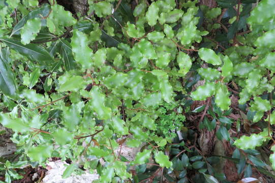 Слика од Olearia paniculata (J. R. & G. Forst.) Druce