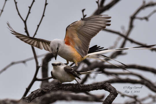 Image of Scissor-tailed Flycatcher