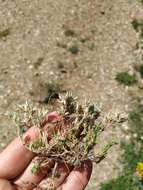 Image of Minuartia glomerata (M. Bieb.) Degen