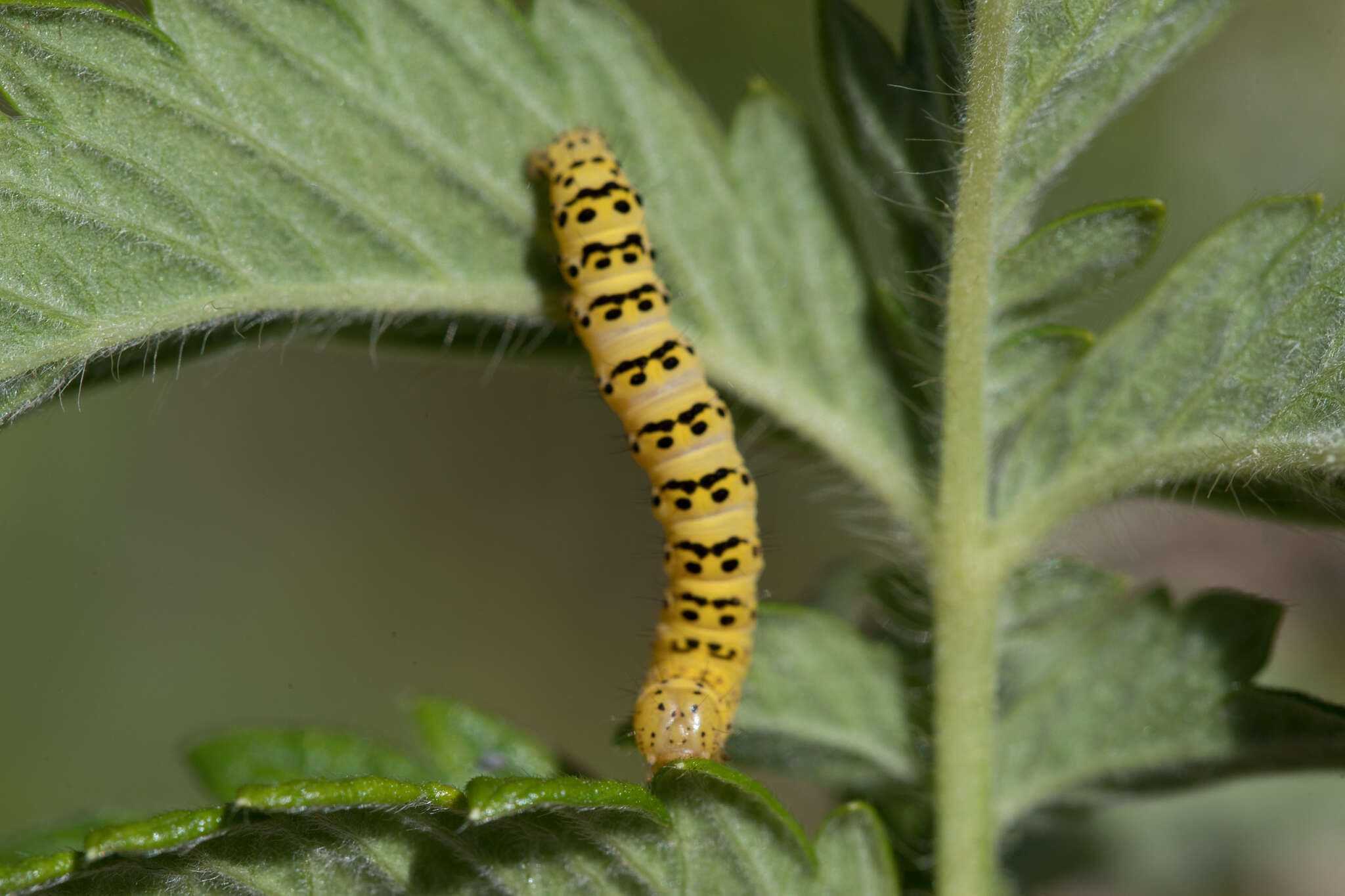 Image of Cucullia lychnitis Rambur 1833