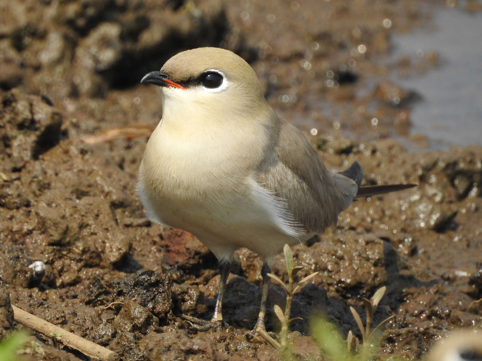 Image of Little Pratincole