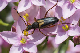 Image of Stictoleptura (Cribroleptura) stragulata (Germar 1824)