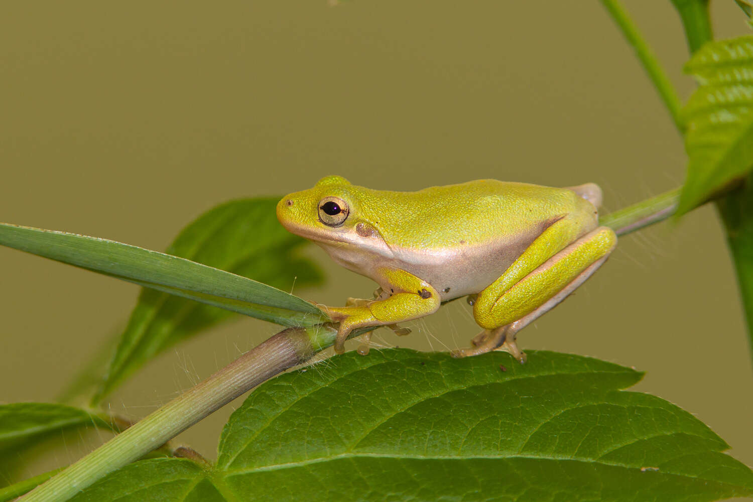 Image of American Green Treefrog