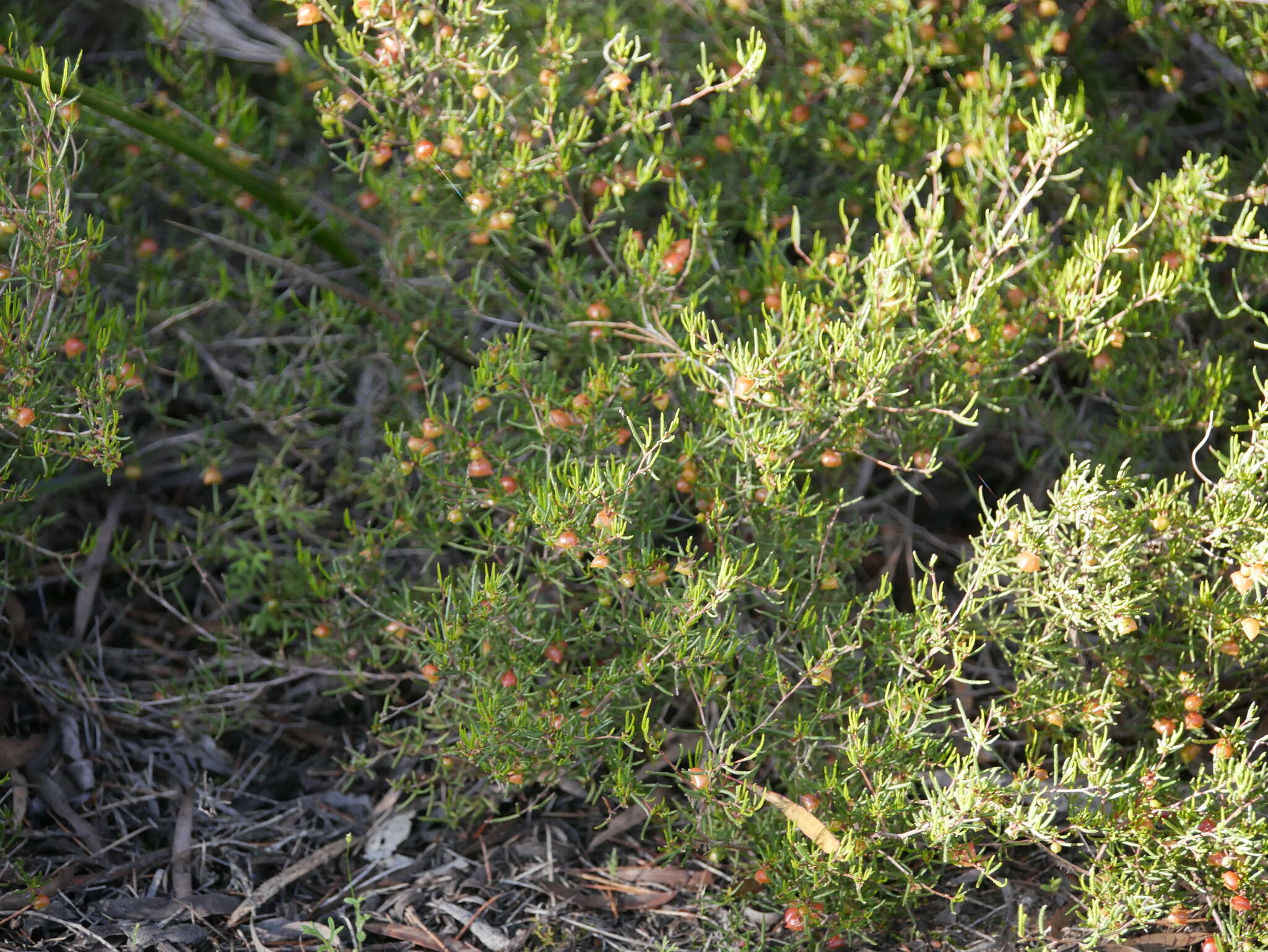 Image de Dodonaea hexandra F. Müll.