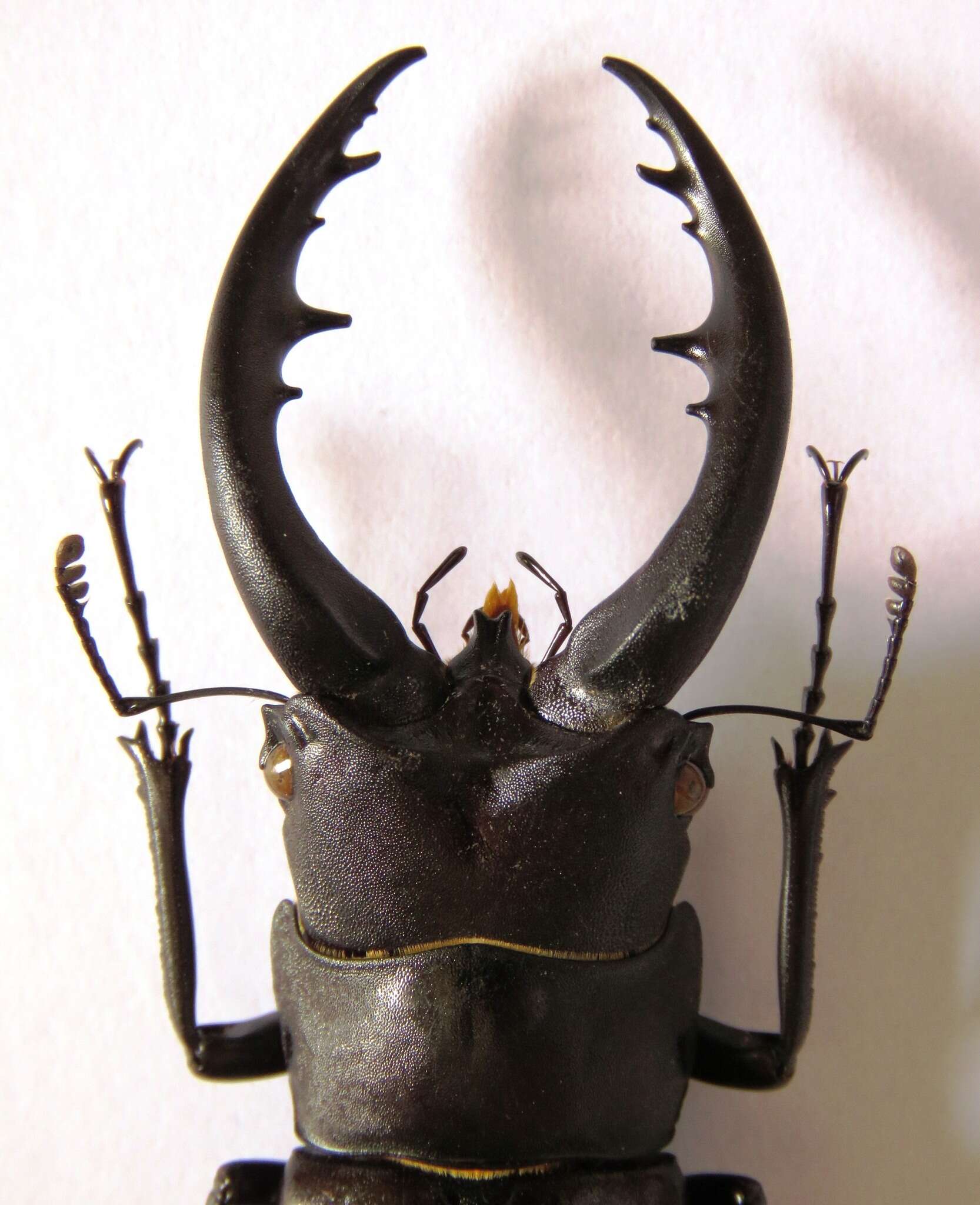 Image de Prosopocoilus dissimilis dissimilis