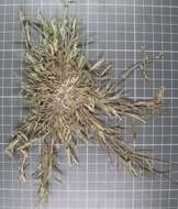 Image of Latin American crowngrass