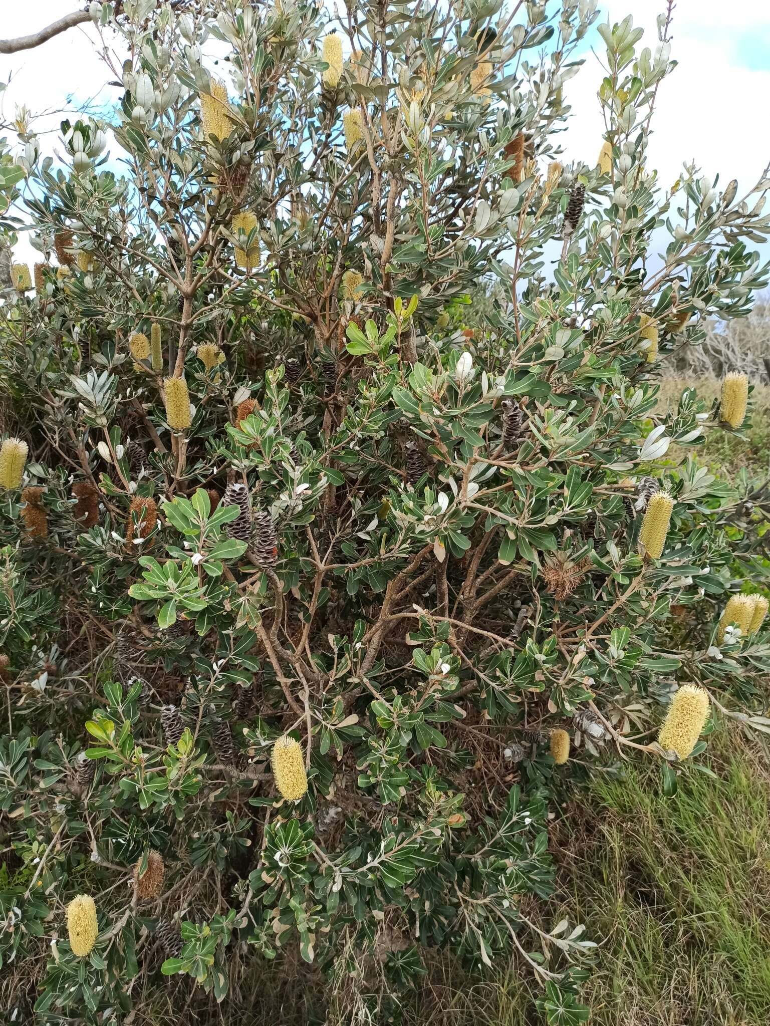 Image of Banksia integrifolia subsp. integrifolia