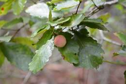 Слика од Quercus segoviensis Liebm.