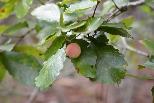 Image de Quercus segoviensis Liebm.