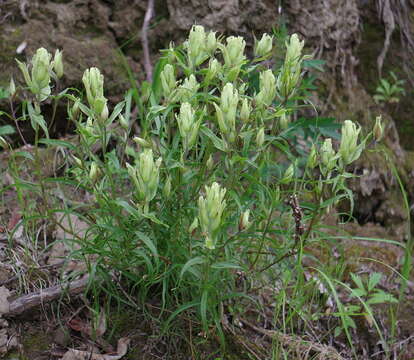 Image of Yukon Indian paintbrush