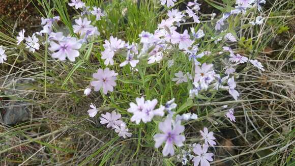 Imagem de Phlox speciosa Pursh