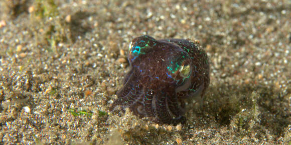 Image of Humming-bird Bobtail Squid