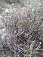 Image of Ephedra compacta Rose